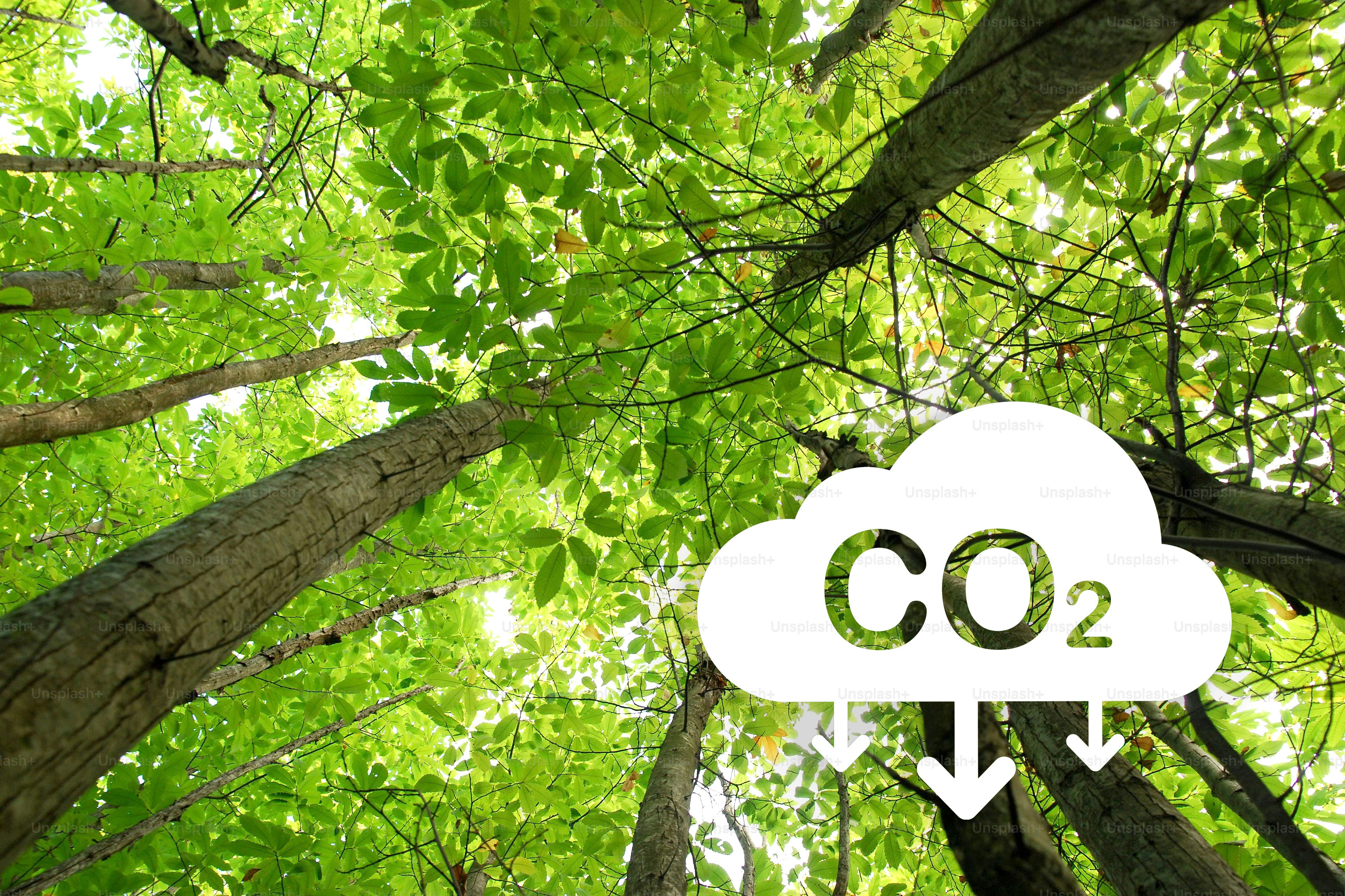 low angle view of a green forest with CO2 reduction icon. CO2 reduction concept for environment, global warming, sustainable development and renewable energy green business.